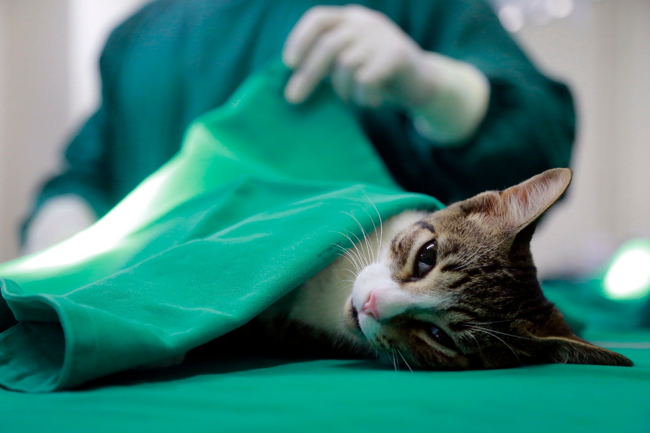 Veterinário realizando castração em animal