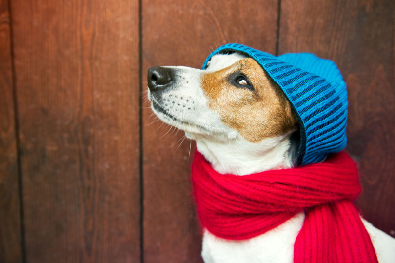 Cuidados Diários com Cães e Gatos