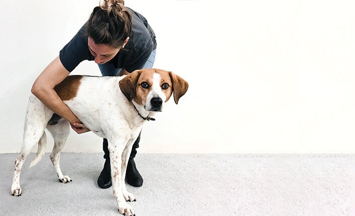 Manobra de Heimlich em cachorro