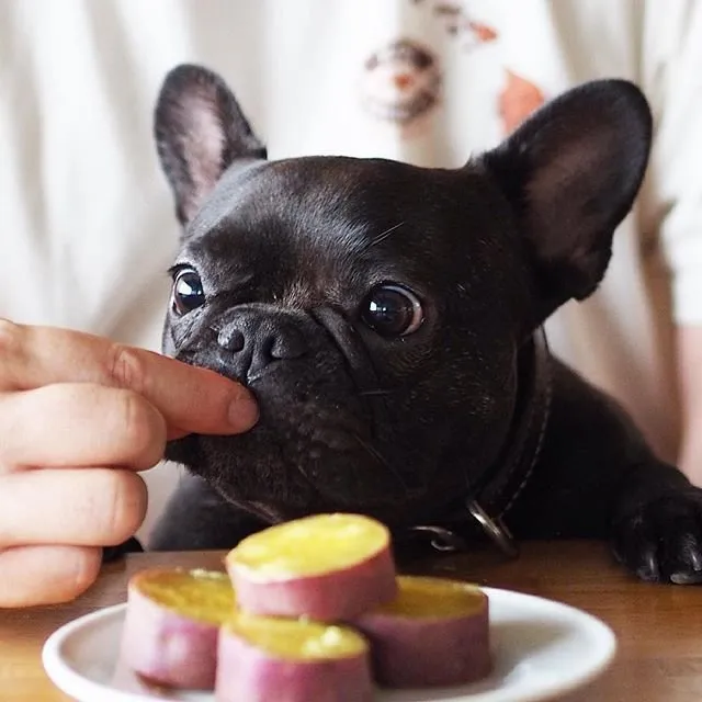 Cachorro comendo batata doce