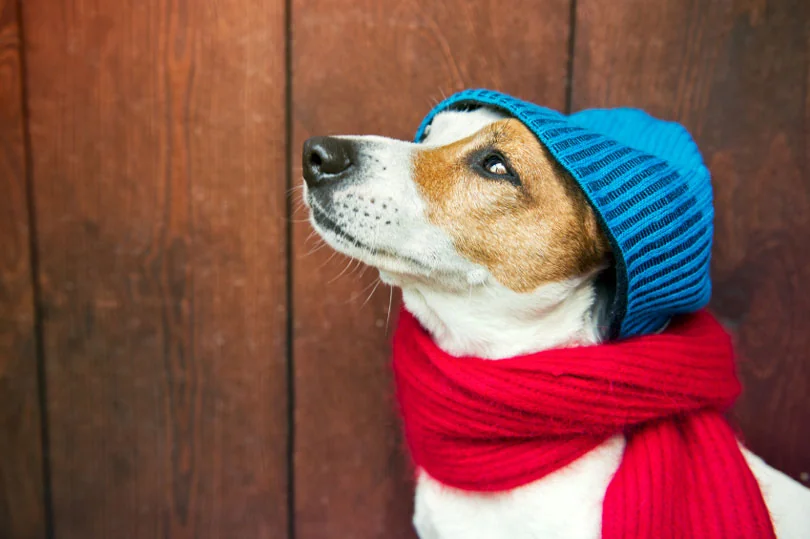 Cachorro usando roupinha no inverno