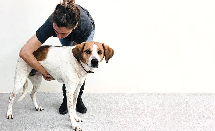Manobra de Heimlich em cachorro