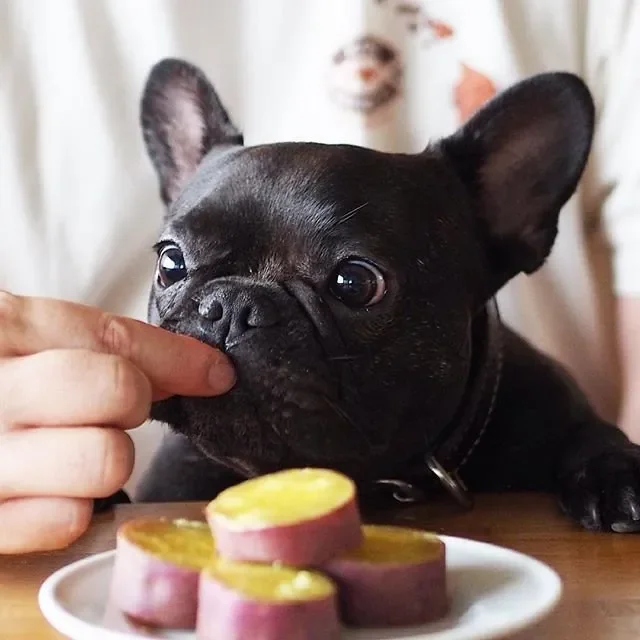 Cachorro comendo batata doce