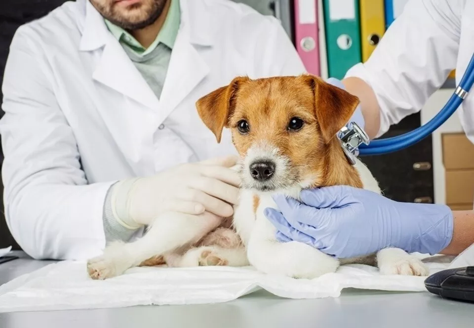 Novo hospital veterinário em Curitiba.