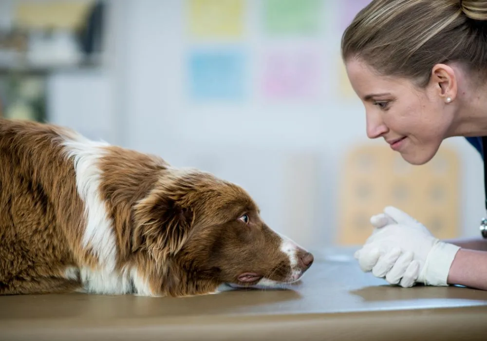 Mulher realizando primeiros socorros em cachorro